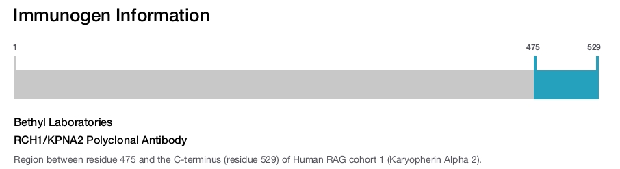 RCH1/KPNA2 Polyclonal Antibody