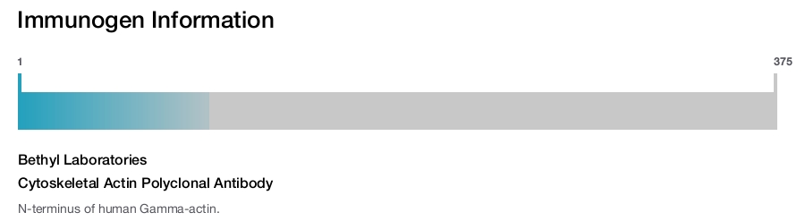 Cytoskeletal Actin Polyclonal Antibody