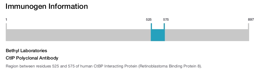 CtIP Polyclonal Antibody