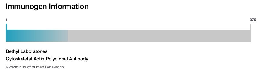 Cytoskeletal Actin Polyclonal Antibody