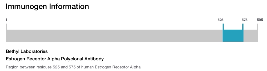 Estrogen Receptor Alpha Polyclonal Antibody