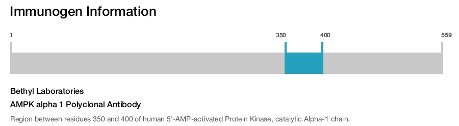 AMPK alpha 1 Polyclonal Antibody