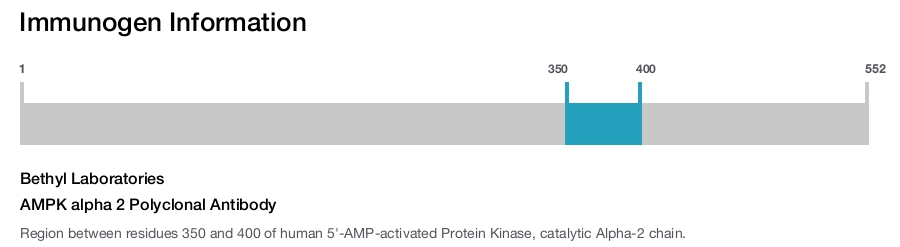AMPK alpha 2 Polyclonal Antibody