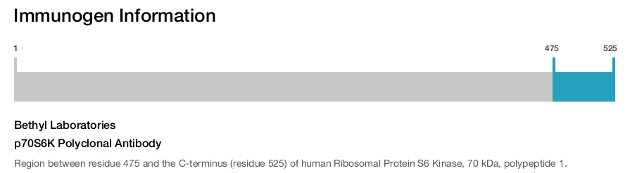 p70S6K Polyclonal Antibody