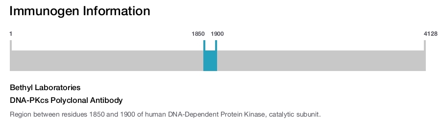 DNA-PKcs Polyclonal Antibody