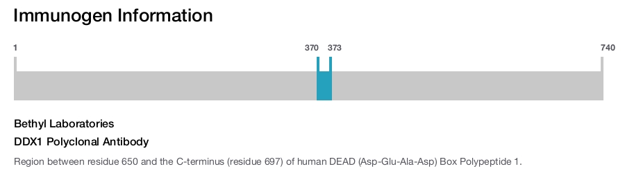 DDX1 Polyclonal Antibody