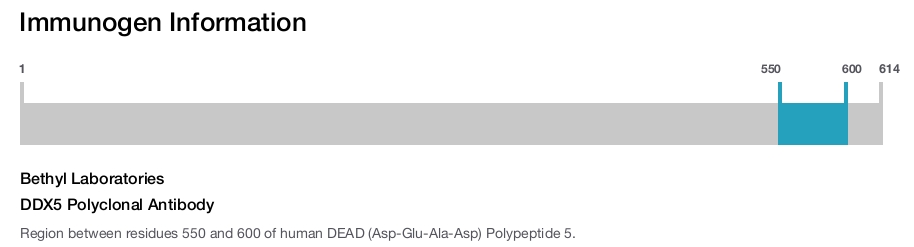DDX5 Polyclonal Antibody