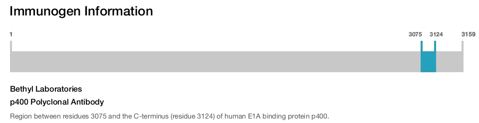 p400 Polyclonal Antibody
