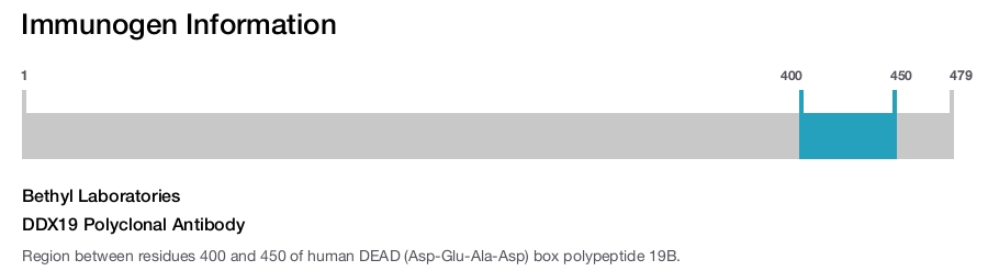 DDX19 Polyclonal Antibody