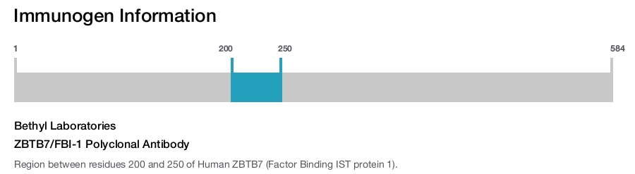 ZBTB7/FBI-1 Polyclonal Antibody
