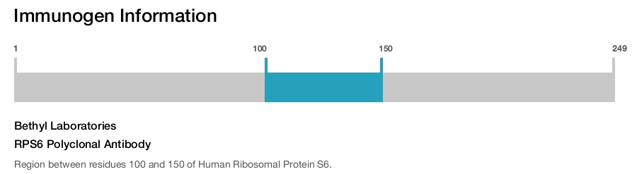 RPS6 Polyclonal Antibody