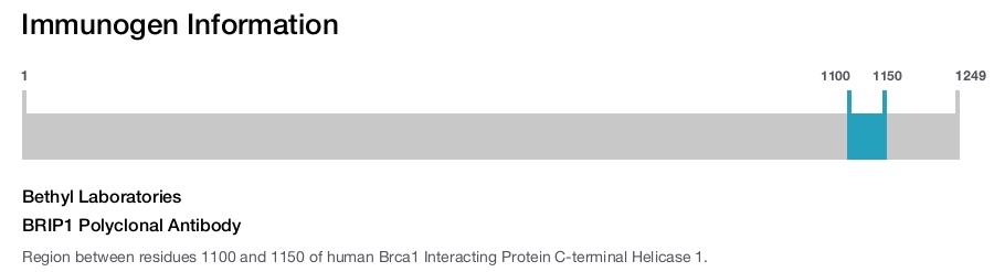 BRIP1 Polyclonal Antibody