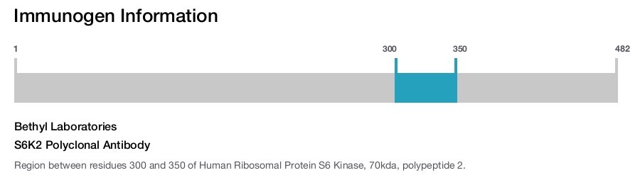 S6K2 Polyclonal Antibody