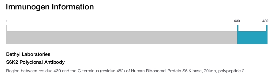 S6K2 Polyclonal Antibody