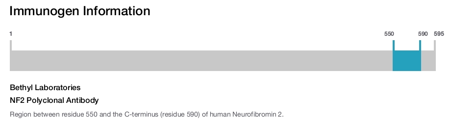 NF2 Polyclonal Antibody