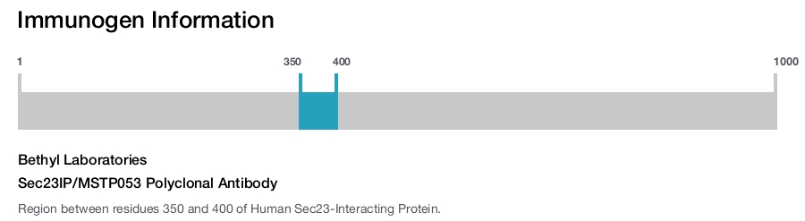 Sec23IP/MSTP053 Polyclonal Antibody