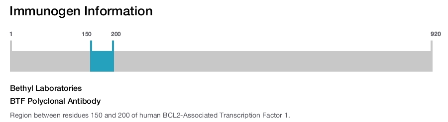 BTF Polyclonal Antibody