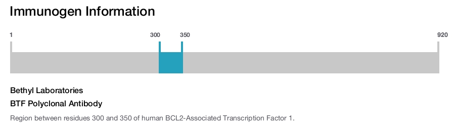 BTF Polyclonal Antibody