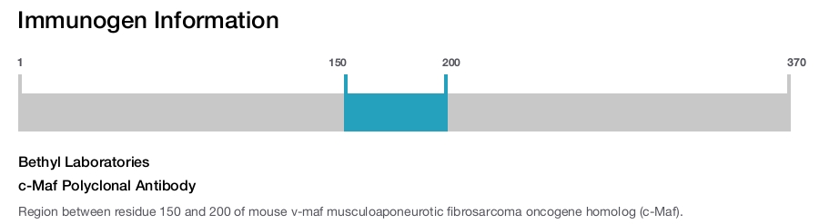 c-Maf Polyclonal Antibody