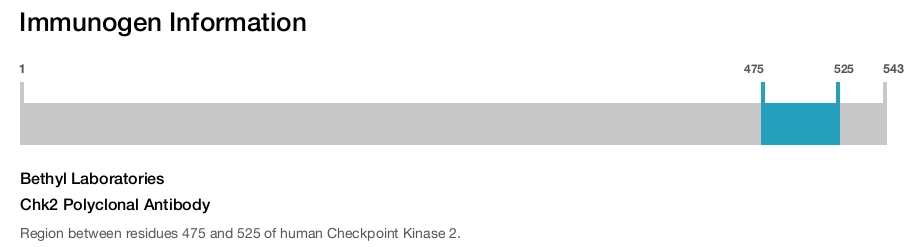 Chk2 Polyclonal Antibody