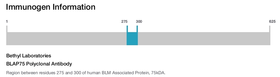 BLAP75 Polyclonal Antibody