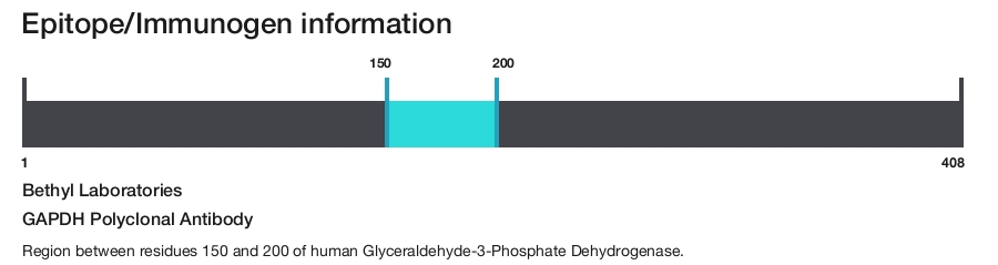 GAPDH Polyclonal Antibody