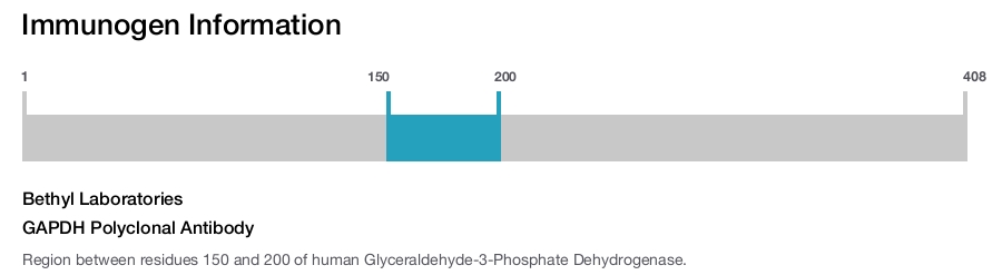GAPDH Polyclonal Antibody