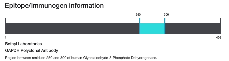 GAPDH Polyclonal Antibody
