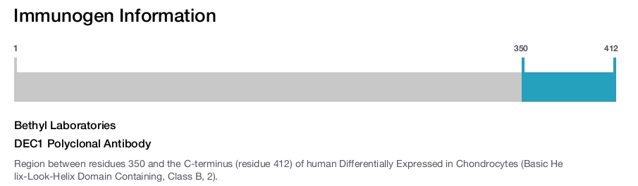 DEC1 Polyclonal Antibody
