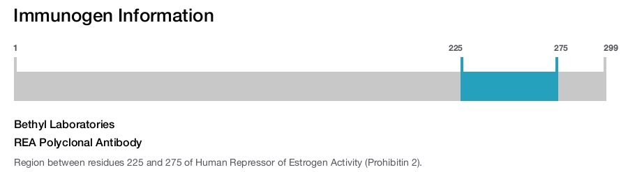 REA Polyclonal Antibody