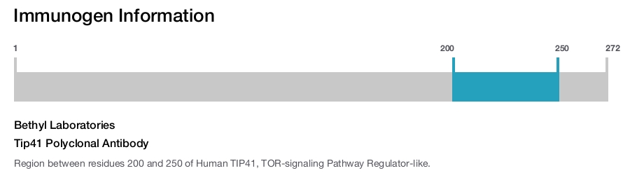 Tip41 Polyclonal Antibody