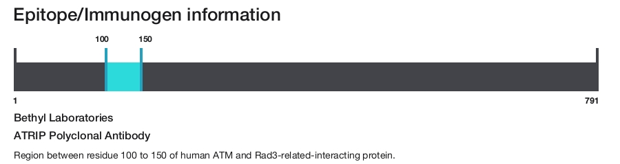 ATRIP Polyclonal Antibody