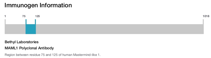 MAML1 Polyclonal Antibody