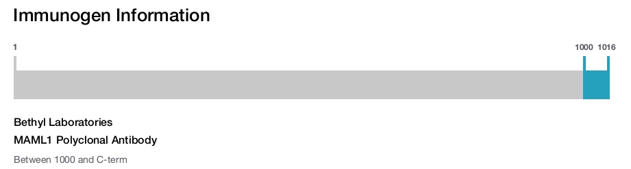 MAML1 Polyclonal Antibody