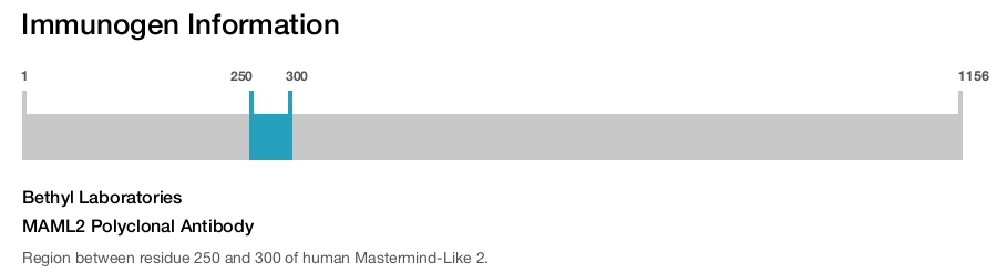 MAML2 Polyclonal Antibody