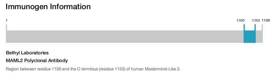MAML2 Polyclonal Antibody
