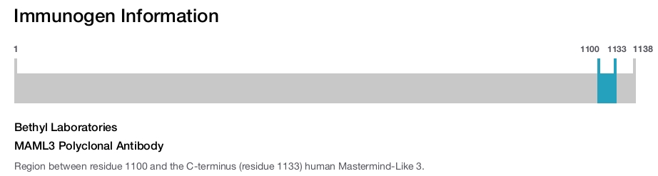 MAML3 Polyclonal Antibody