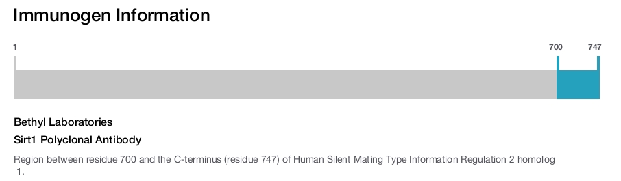 Sirt1 Polyclonal Antibody