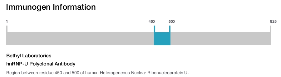 hnRNP-U Polyclonal Antibody