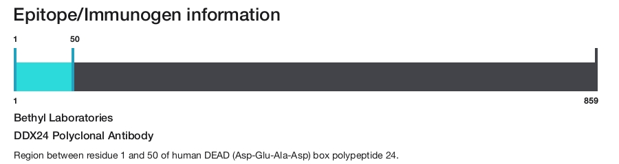 DDX24 Polyclonal Antibody