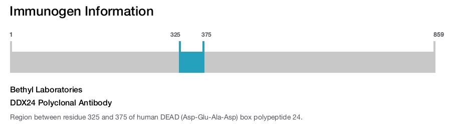 DDX24 Polyclonal Antibody