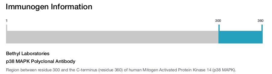p38 MAPK Polyclonal Antibody