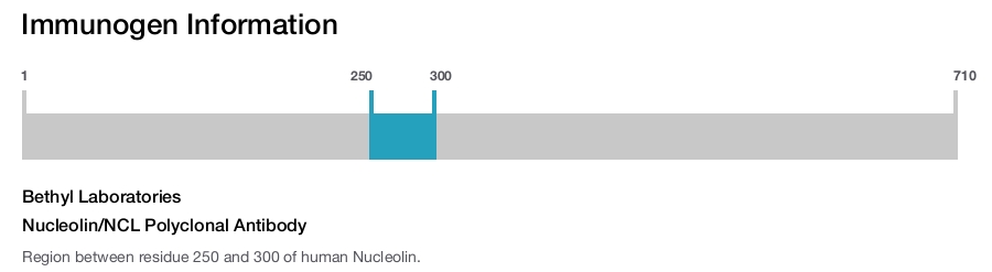 Nucleolin/NCL Polyclonal Antibody