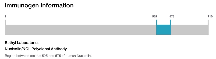 Nucleolin/NCL Polyclonal Antibody