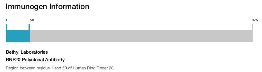RNF20 Polyclonal Antibody