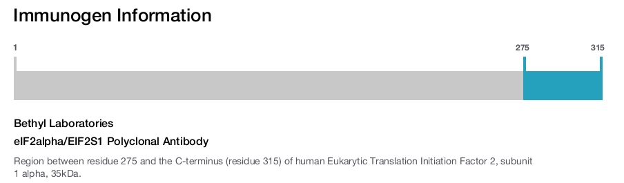 eIF2alpha/EIF2S1 Polyclonal Antibody