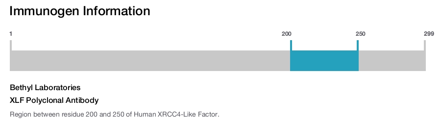 XLF Polyclonal Antibody