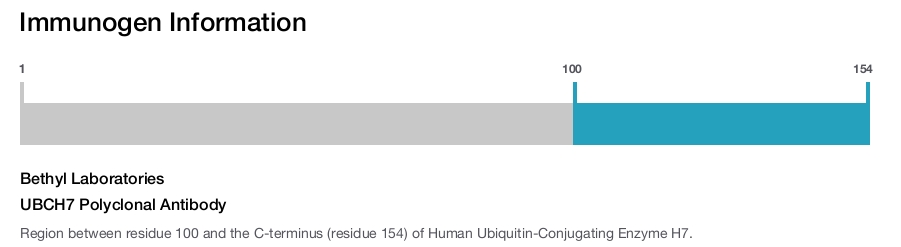 UBCH7 Polyclonal Antibody