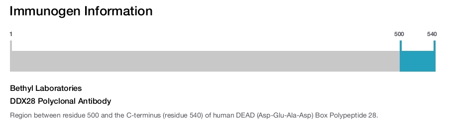 DDX28 Polyclonal Antibody