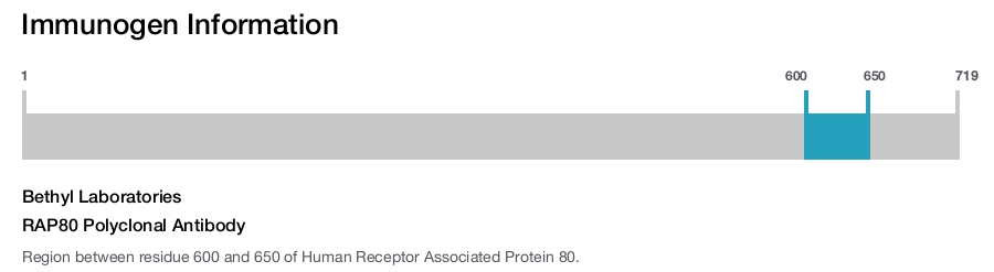 RAP80 Polyclonal Antibody